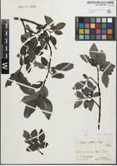 Foto von Salix glabra Scop.